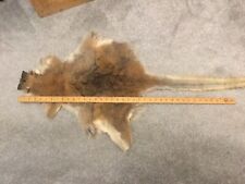 Taxidermy wallaby fur for sale  HULL