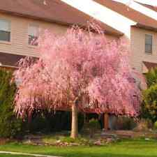 Weeping cherry tree for sale  Omaha