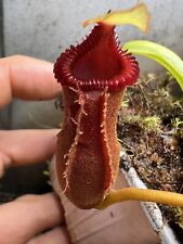 Nepenthes edwardsiana seed d'occasion  Tours-