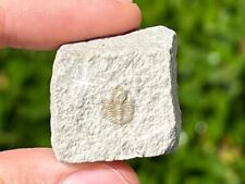 Missouri fossil trilobite for sale  Coppell