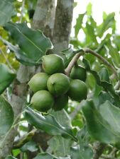 Macadamia macadamianuss macada gebraucht kaufen  Jessen