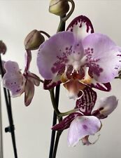 Rchidee phalaenopsis bernadett gebraucht kaufen  Dessau-Roßlau