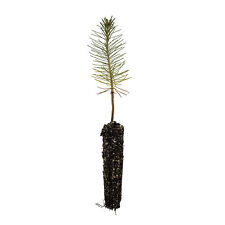 Ponderosa pine small for sale  Mckinleyville
