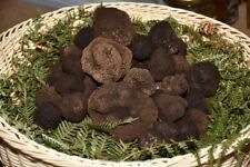 Tartufo nero fresco usato  Contursi Terme