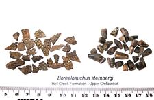 Cretaceous borealosuchus scute for sale  WAKEFIELD