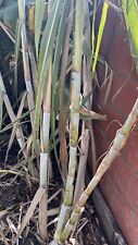 Sugarcane stock organic for sale  Garden Grove