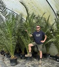 palms tree plants for sale  KING'S LYNN