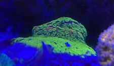 Sunset montipora frag for sale  FAVERSHAM