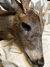Taxidermy sika deer for sale  Nottingham