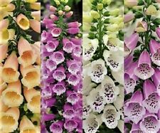 Mixed foxgloves seeds for sale  LONDON