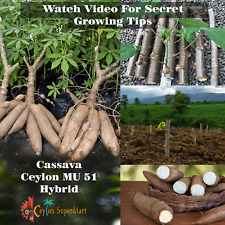 Cassava yuca manihot for sale  Shipping to Ireland