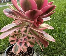 Aeonium pink witch for sale  Sterling Heights