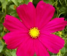 Cosmos dazzler large for sale  SALTBURN-BY-THE-SEA