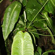 King anthurium germinated for sale  Shipping to Ireland
