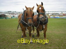 Foto 6x4 Suffolk Punch' horses c2008 comprar usado  Enviando para Brazil
