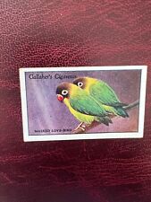 Gallaher - ZOO TROPICAL BIRDS 2nd Series 1929 - # 44 - Masked Love-bird VGC for sale  Shipping to South Africa