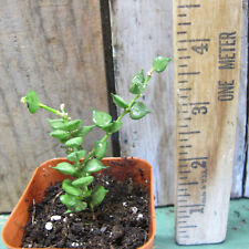 Dischidia ruscifolia - Million Hearts Vine! for sale  Shipping to South Africa