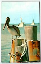 Pelican flordia chrome for sale  Altoona