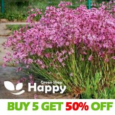Lychnis ragged robin for sale  DONCASTER