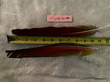 Macaw wing feathers for sale  Easton