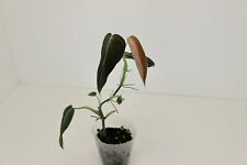Philodendron melanochrysum phi for sale  Garden City
