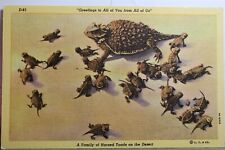 horned toad for sale  Wilmington