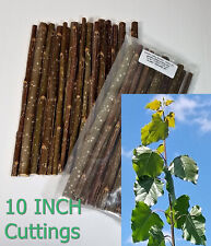 Hybrid poplar cuttings for sale  Hixton