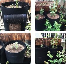 Grow bags plants for sale  ASHTON-UNDER-LYNE