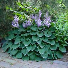 Hosta blue cadet d'occasion  Expédié en Belgium