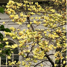 Magnolia brooklynensis yellow gebraucht kaufen  Rheindahlen