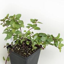 Chocolate mint plant for sale  Naples