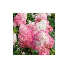 Hydrangea paniculata pink gebraucht kaufen  Wurzen