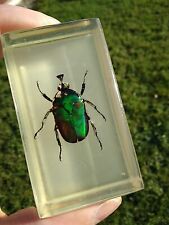 Green beetle plastic for sale  LINCOLN