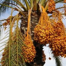 Seeds safawi date for sale  SLOUGH
