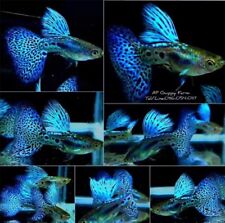 Bluegrass guppies size for sale  Shipping to Ireland