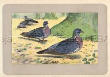 Bird wood pigeon for sale  Lake Villa