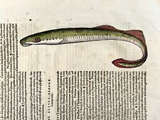 1558 lamprey eels for sale  NORWICH