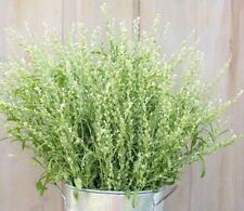 Persian cress flower for sale  New Hill