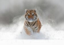 Awesome siberian tiger for sale  SELBY