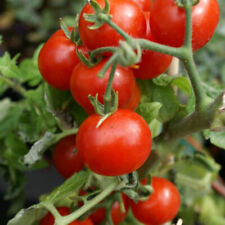 Cherry tomato seeds for sale  Tarpon Springs