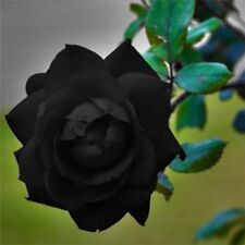 Black rose seeds for sale  Ravensdale