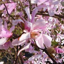 Magnolia loebneri leonard d'occasion  Pouzauges