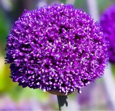 Allium purple sensation for sale  Vale