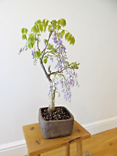 Wisteria floribunda bonsai for sale  HOLT