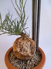 Used, Hypomea bolusii / bolusiana - wide 10.5 cm - height 27.5 cm - vase/pot 20cmÂ ðμðμ for sale  Shipping to South Africa