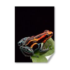 Poison dart frog for sale  SELBY