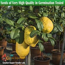 10 semillas gigantes de limón limón cítricos medicinales máxima planta de cedro planta de Turunji segunda mano  Embacar hacia Argentina