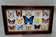 Framed exotic butterflies for sale  BOURNEMOUTH