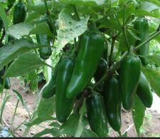 Jumbo jalapeño pepper for sale  Kingwood