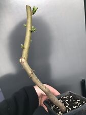 Hawthorn bonsai raw for sale  LIVERPOOL